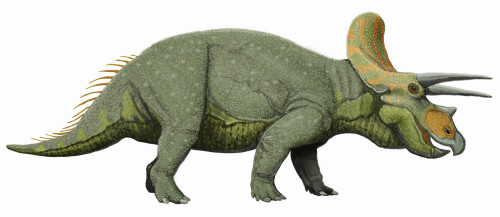 Triceratops