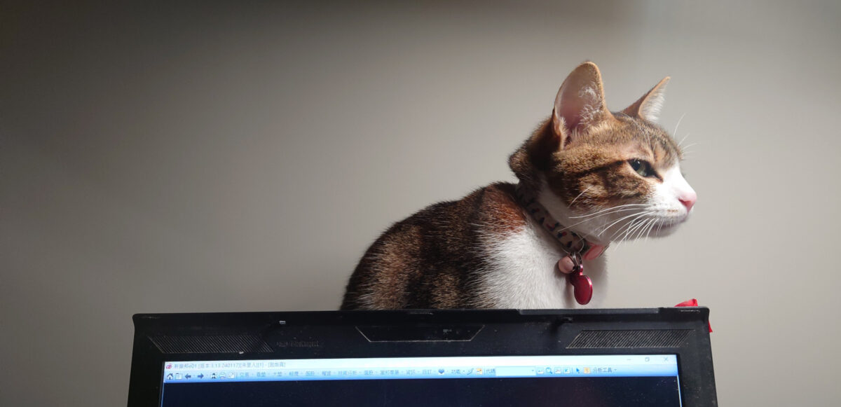 A cat sitting behind a computer screen